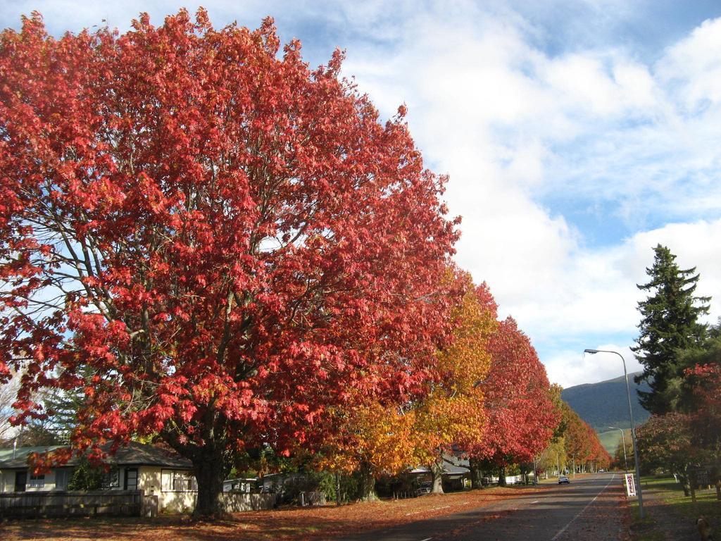 Tongariro River Motel Туранги Стая снимка
